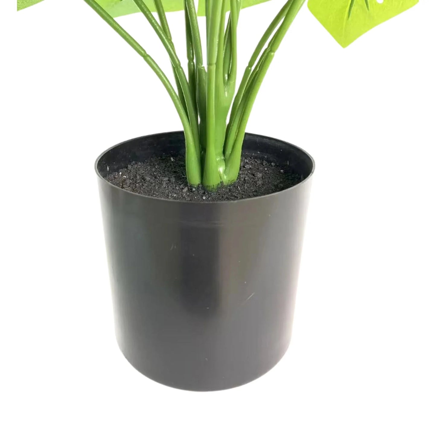 Lush Mini Monstera Plant – Decorative Potted Greenery (50cm)-3