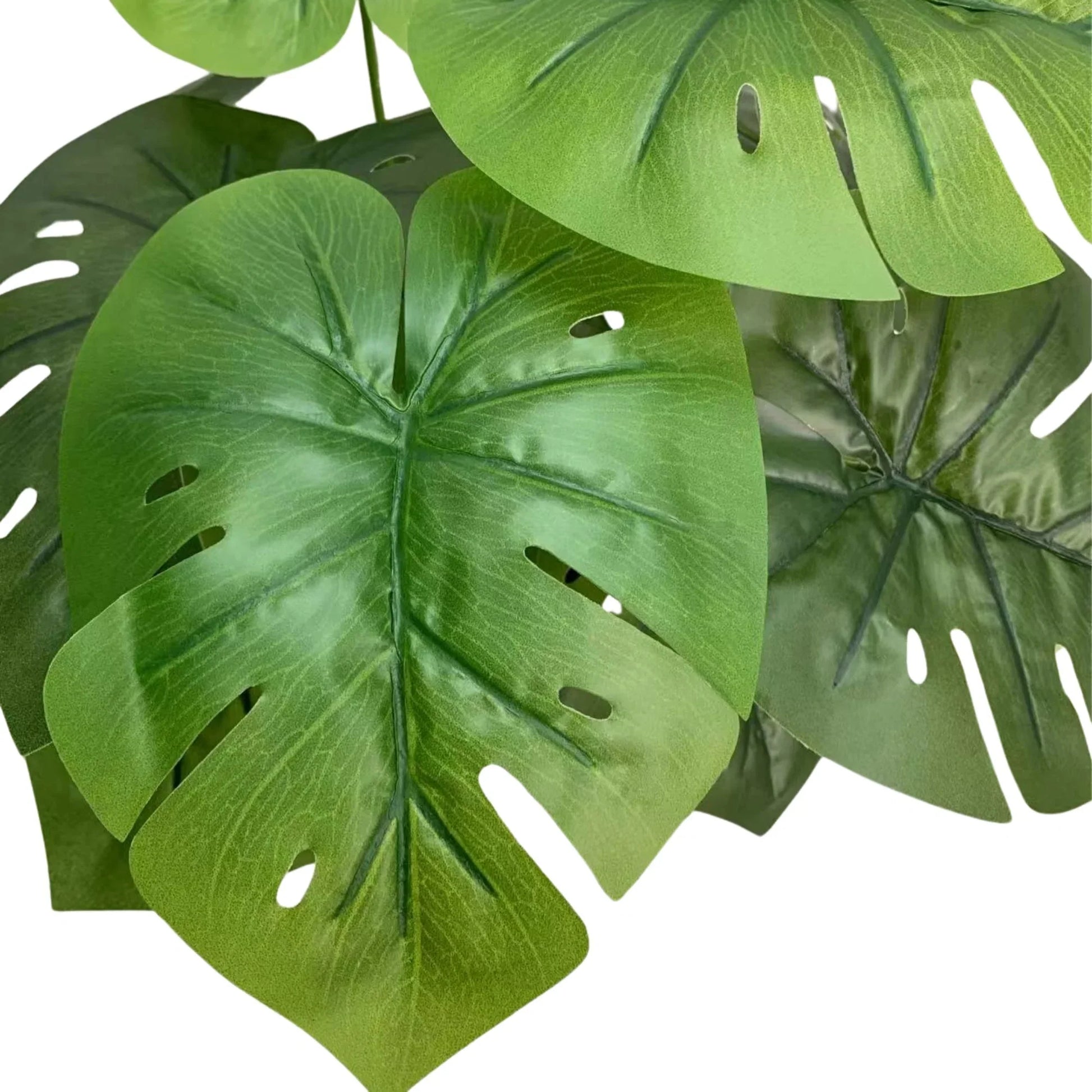 Lush Mini Monstera Plant – Decorative Potted Greenery (50cm)-2