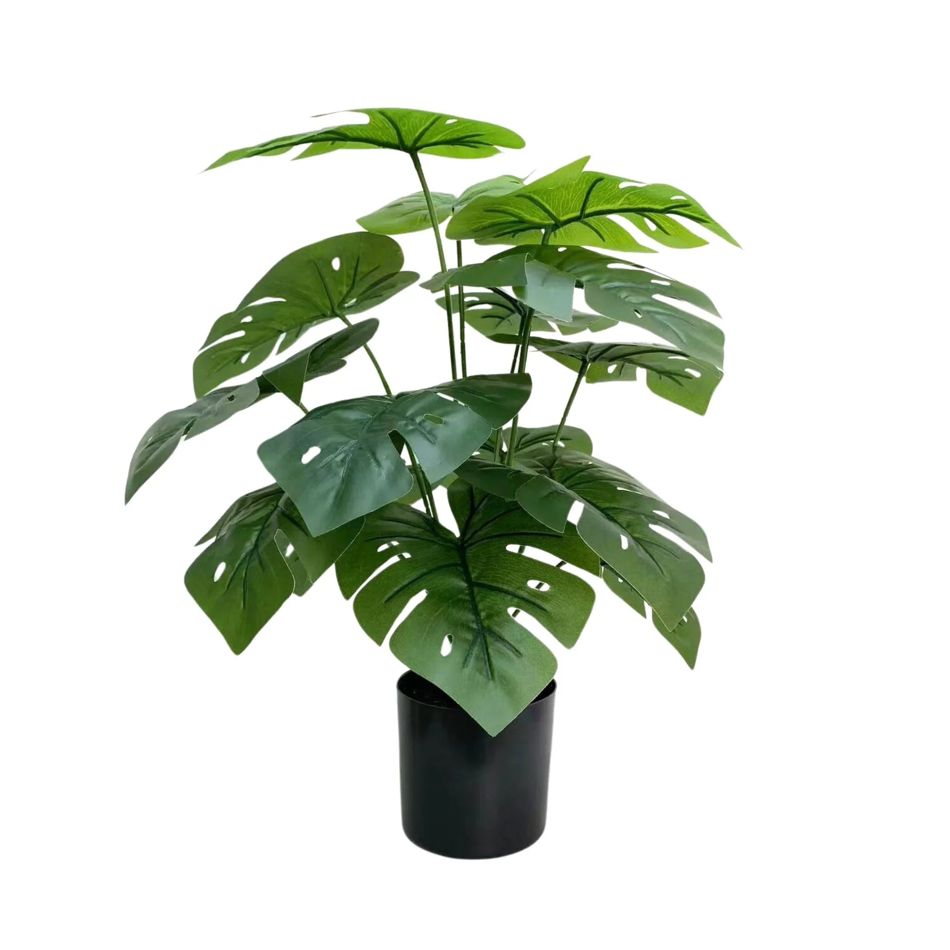 Lush Mini Monstera Plant – Decorative Potted Greenery (50cm)-0