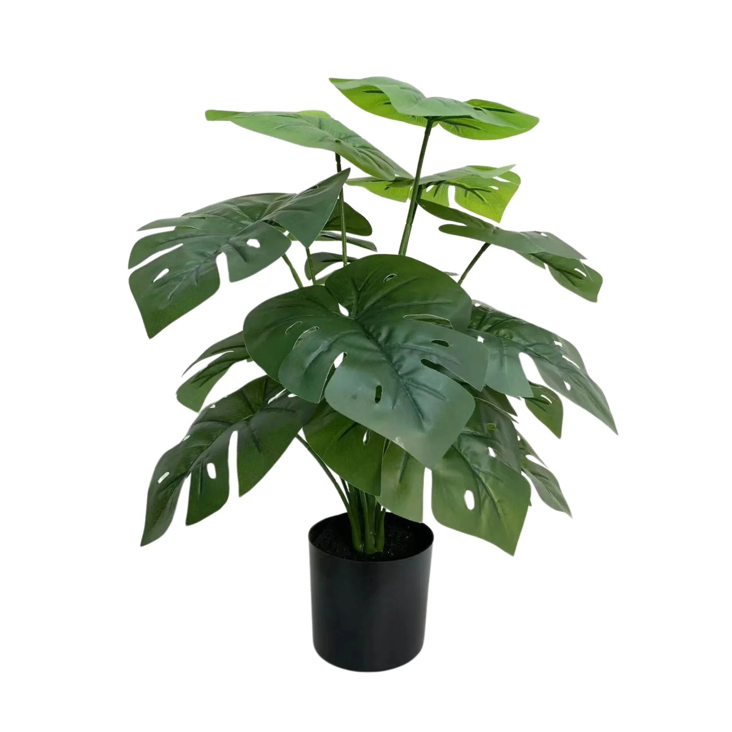 Lush Mini Monstera Plant – Decorative Potted Greenery (50cm)-1