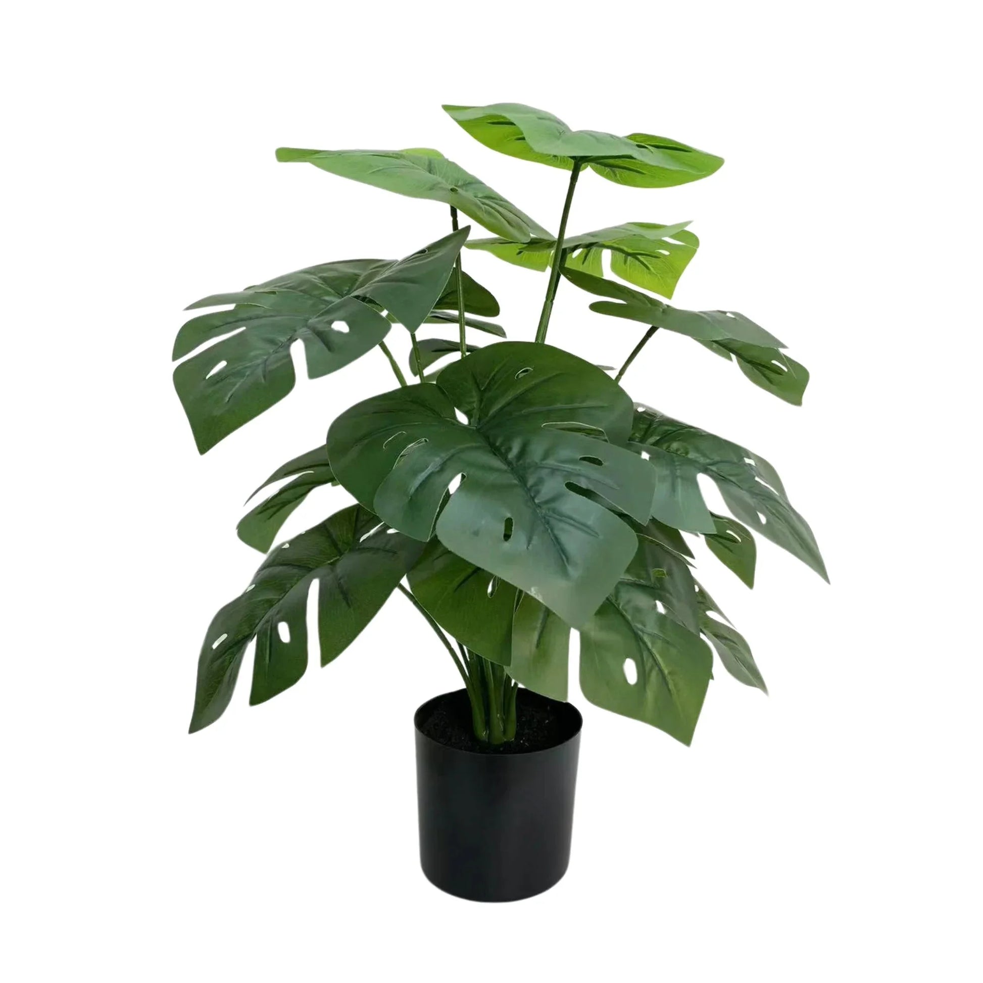 Lush Mini Monstera Plant – Decorative Potted Greenery (50cm)-1