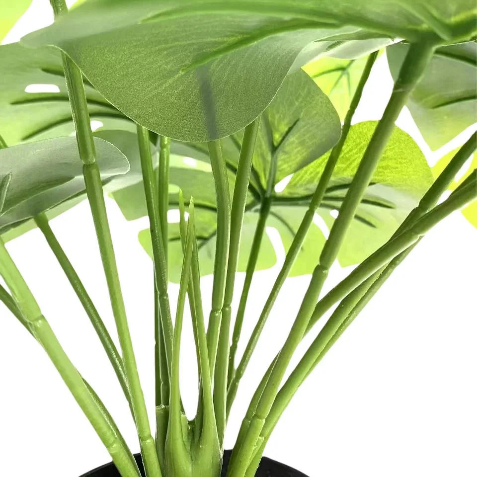 Lush Mini Monstera Plant – Decorative Potted Greenery (50cm)-4